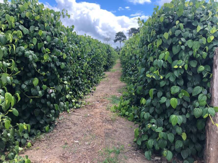 Mamão, café e pimenta: Como o cultivo pode ser potencializado pela irrigação por gotejamento?